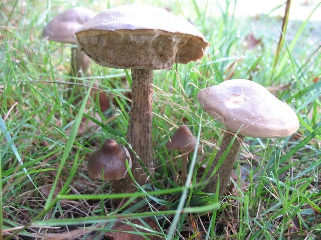 2007 08 Bois de Rochefort 04